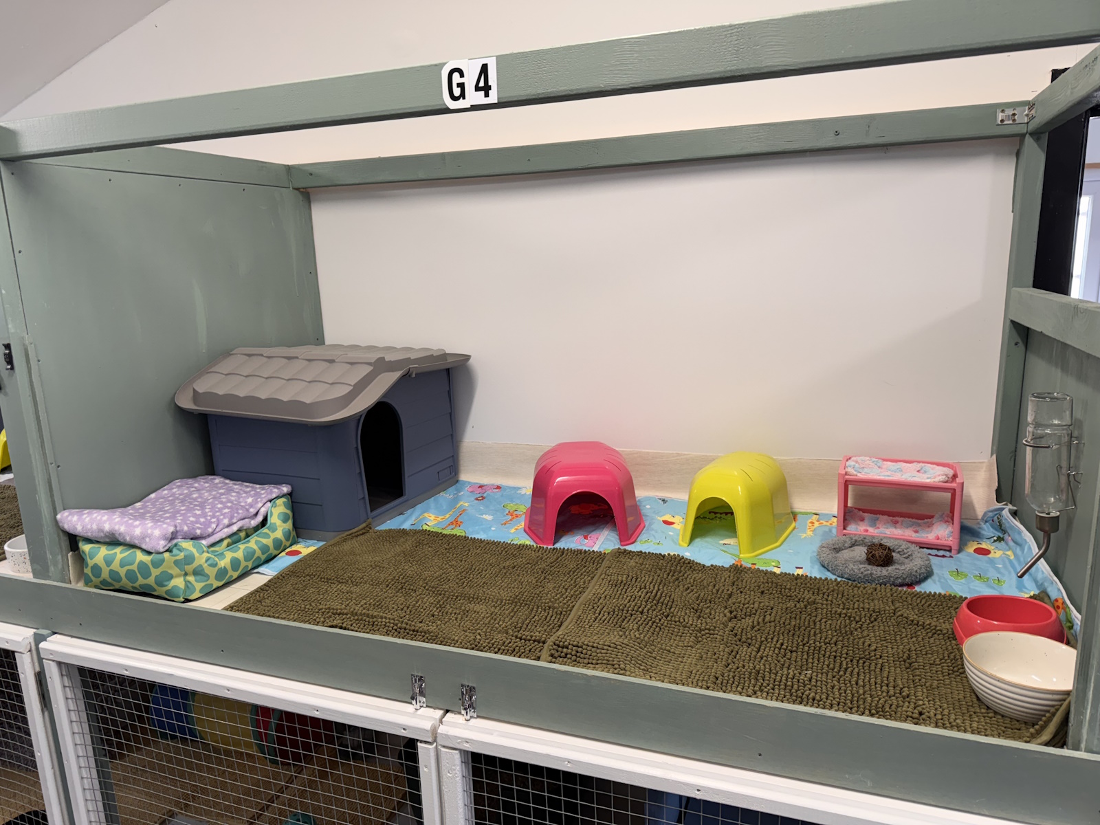Guinea pig suite G4